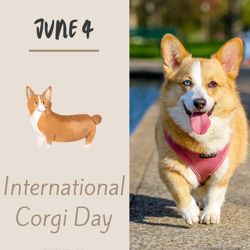 1st March 2024 National Welsh Corgi Day HD Photos